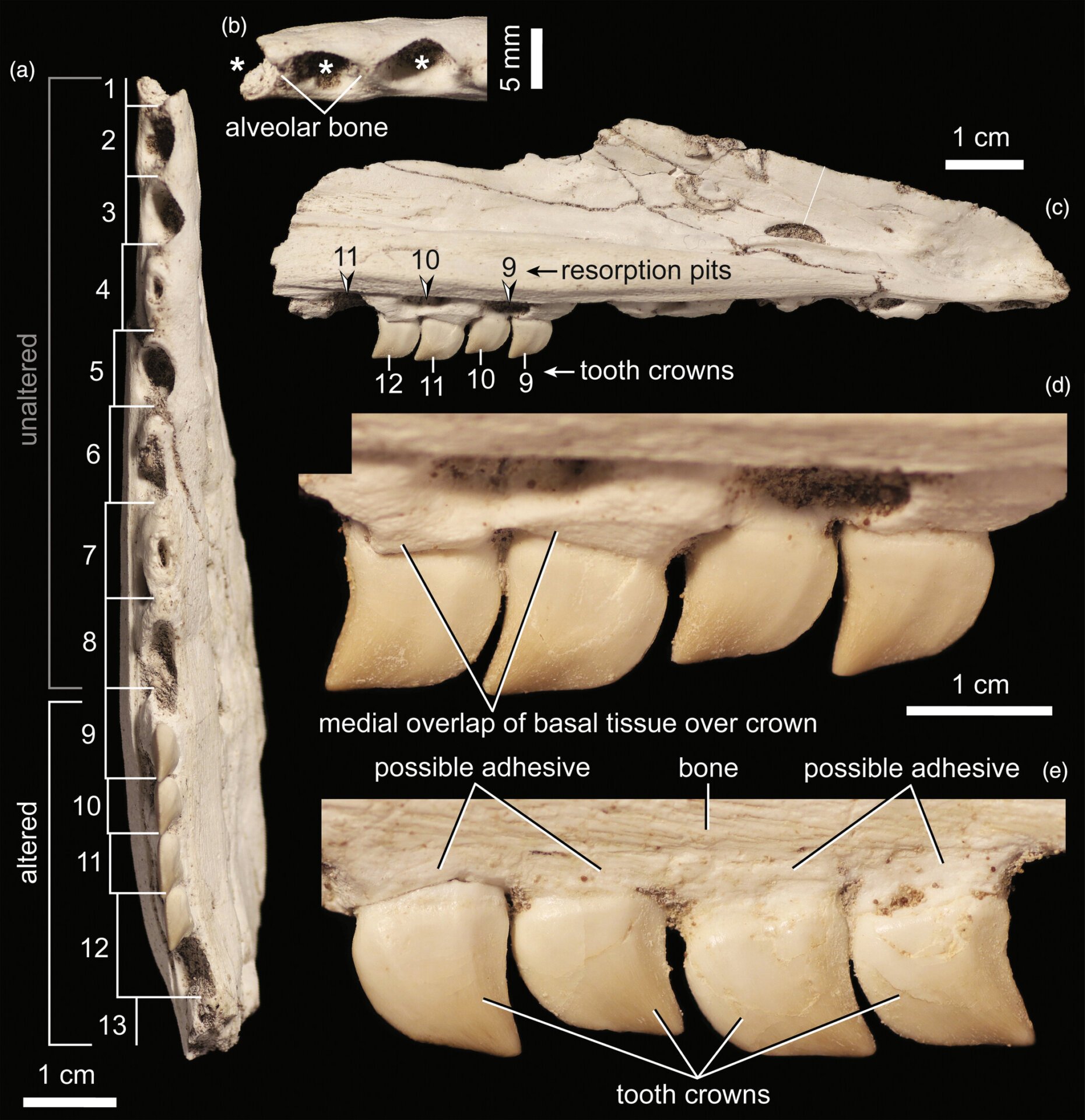 Image With Medial Overlap Labeling