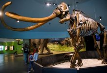 Genetically, Central American mammoths were weird